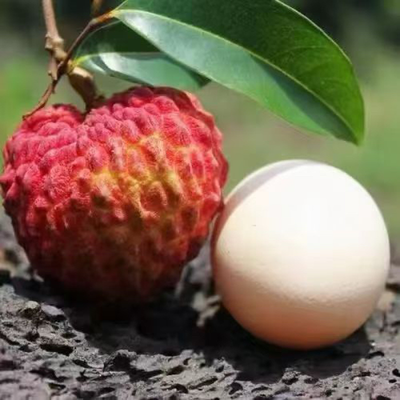 海南荔枝王，支持一件代发，顺丰空运