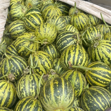 河南花美花蜜人天香2号吉糖金兰头茬精品产地现摘