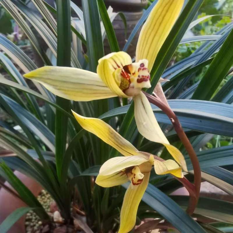 春兰优惠小批量包邮发矮兰花盆景绿植花卉苗好皮实易栽种