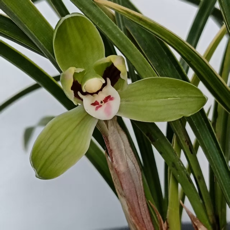 春兰优惠小批量包邮发矮兰花盆景绿植花卉苗好皮实易栽种