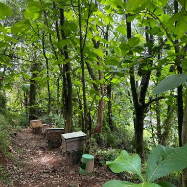 三农自养农家蜂蜜糖，品质保障，味道很香，顺丰包邮