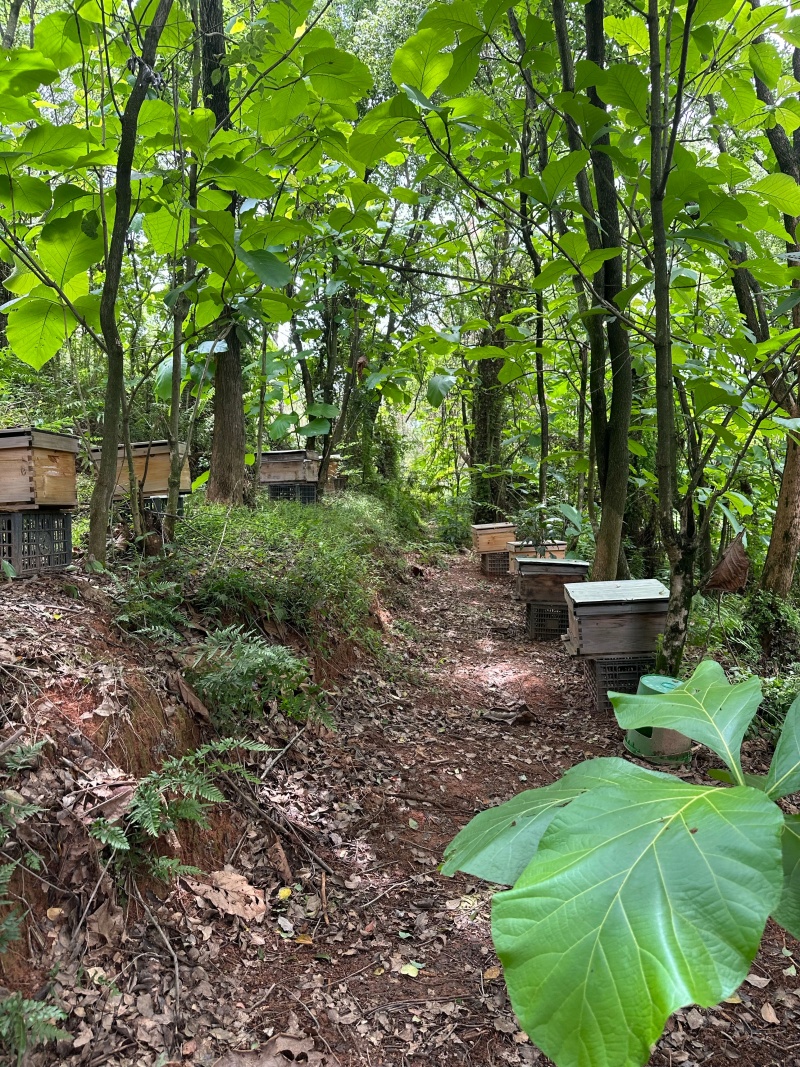 三农自养农家蜂蜜糖，品质保障，味道很香，顺丰包邮