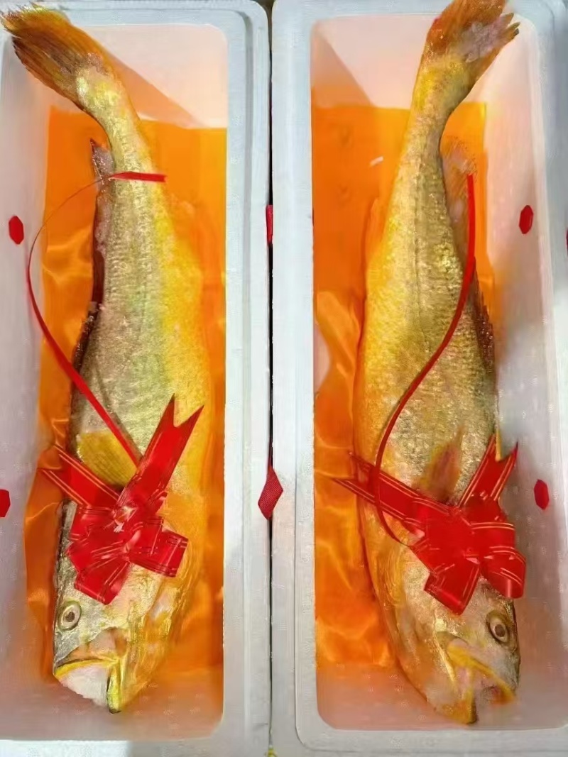 正宗深海大黄鱼急冻，顺丰特快包邮，不含冰