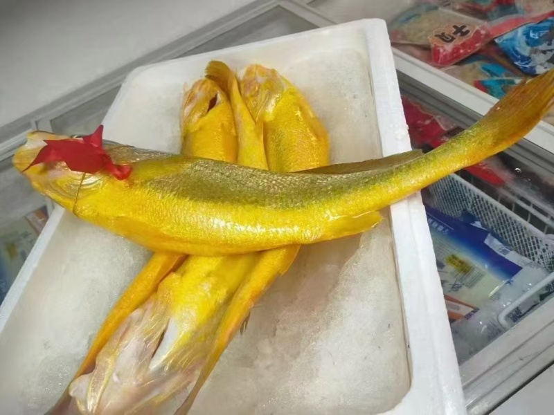 正宗深海大黄鱼急冻，顺丰特快包邮，不含冰