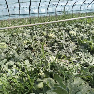 山东邹平8424美都西瓜大量成熟产地直发