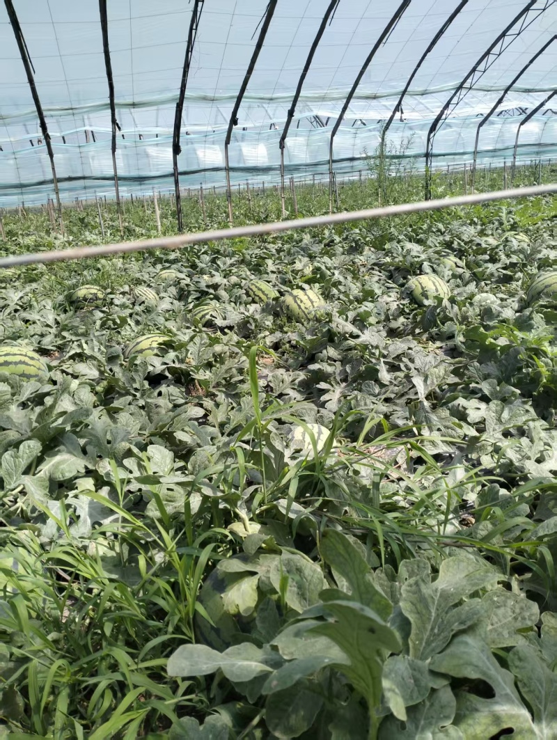 山东邹平8424美都西瓜大量成熟产地直发