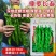 皱皮螺丝椒种子辣味香浓抗病高产春秋大田种植螺丝椒种子