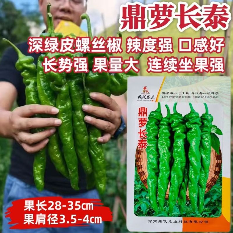 皱皮螺丝椒种子辣味香浓抗病高产春秋大田种植螺丝椒种子
