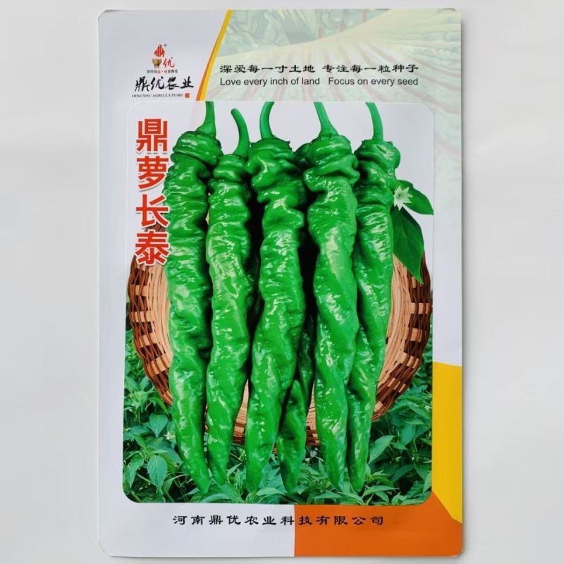 皱皮螺丝椒种子辣味香浓抗病高产春秋大田种植螺丝椒种子