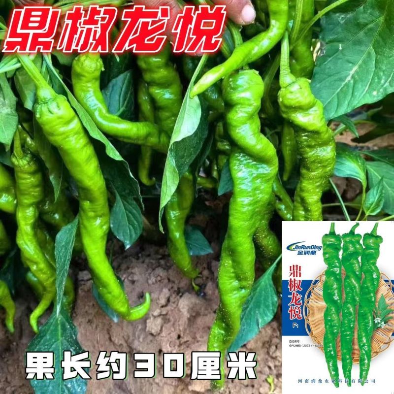 皱皮螺丝椒种子辣味香浓抗病高产春秋大田种植螺丝椒种子