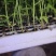 四季香椿树苗漂盘苗
