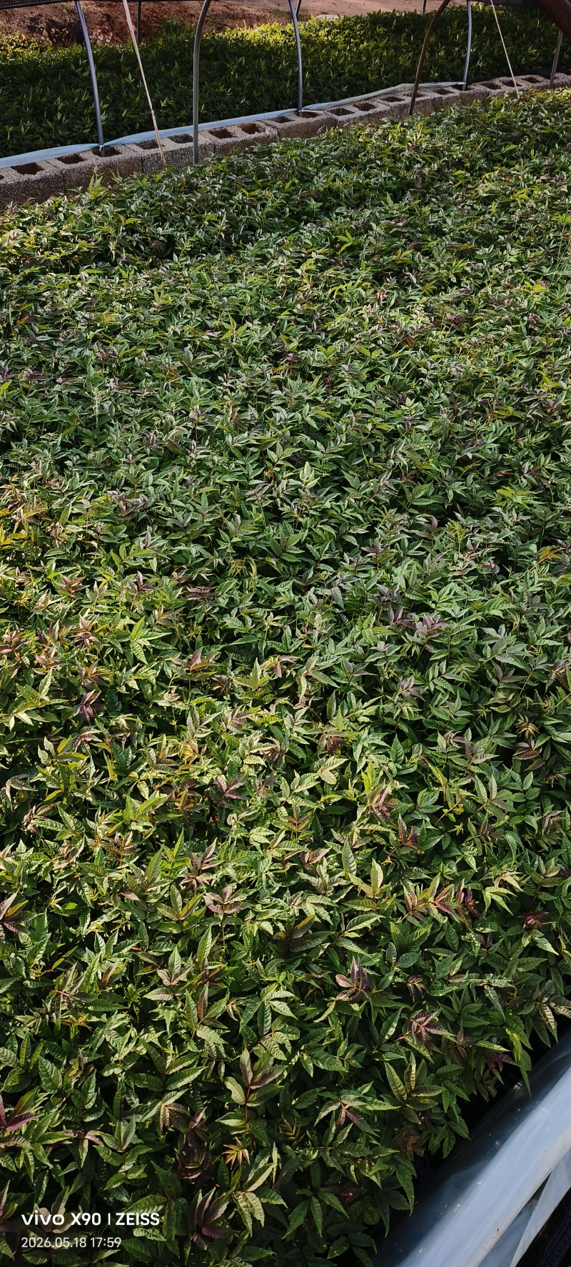 四季香椿树苗漂盘苗