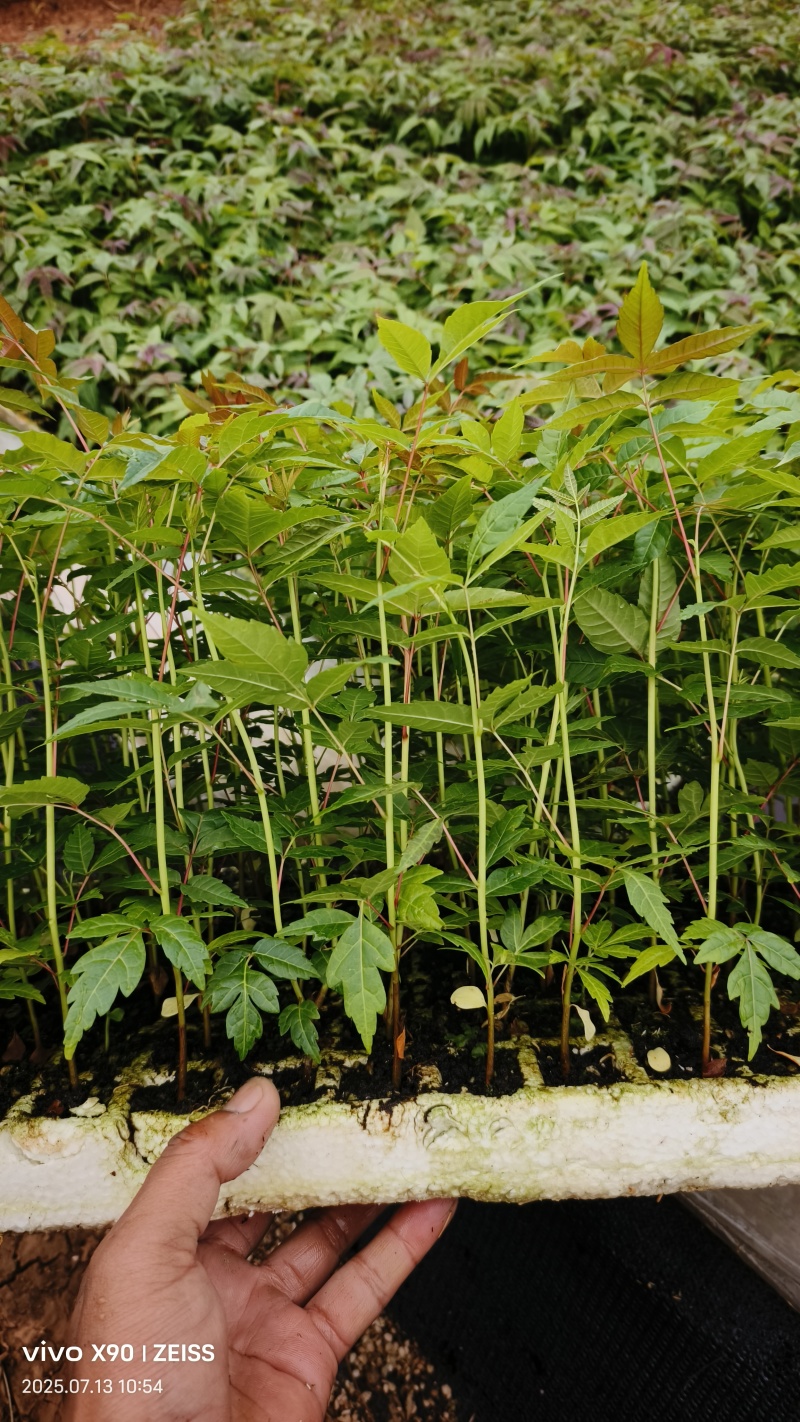 四季香椿树苗漂盘苗