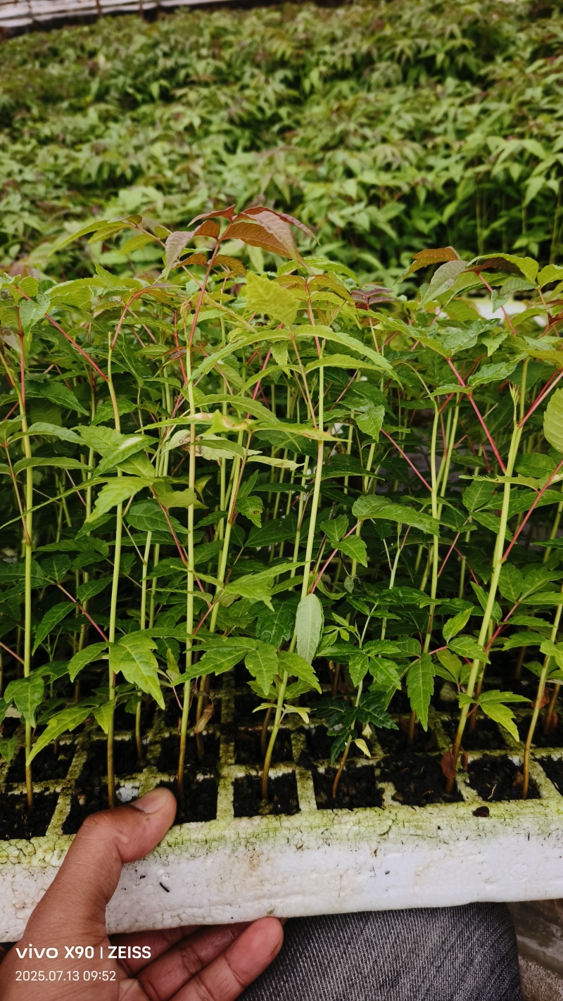 四季香椿树苗漂盘苗
