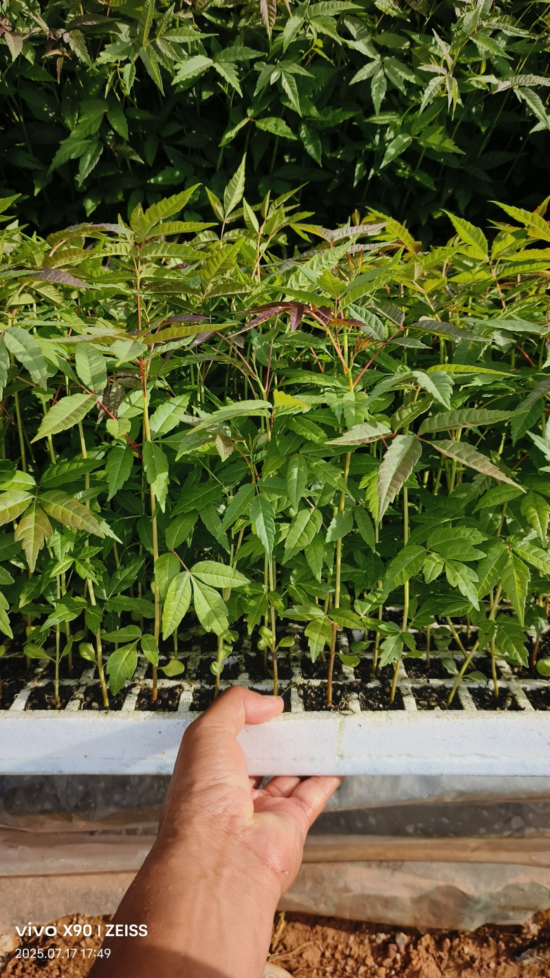 四季香椿树苗漂盘苗