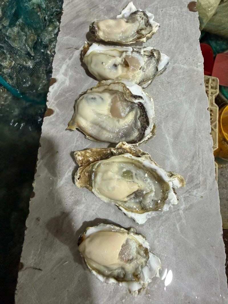 生蚝，乳山生蚝大连生蚝烧烤酒店自助餐全国发货欢迎咨询来电