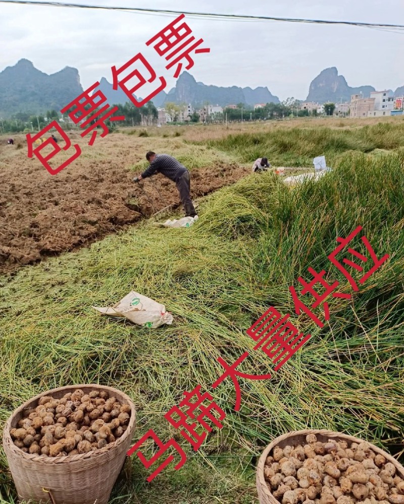 包票，大量供应马蹄