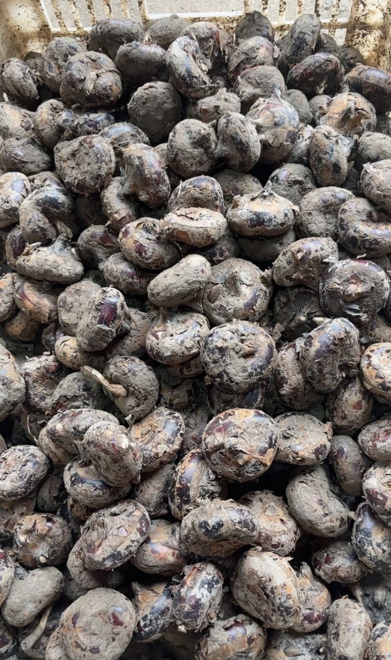 包票，大量供应马蹄
