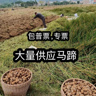 包票，大量供应马蹄