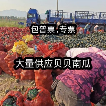 含票大量供应贝贝南瓜