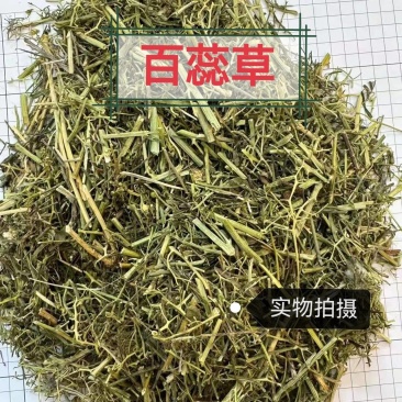 百蕊草中药材正品百蕊草干净无硫品质保证冷背中药材