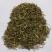 百蕊草中药材正品百蕊草干净无硫品质保证冷背中药材