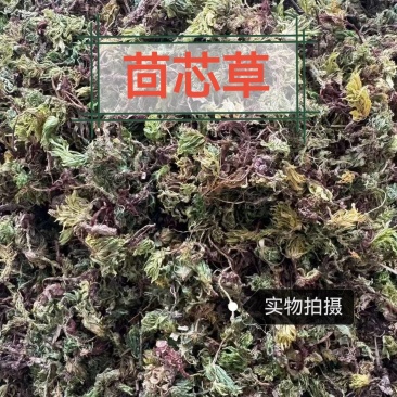 回心草中药材正品回心草干净无硫品质保证回心草