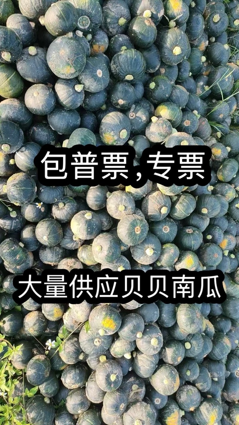 广西精品贝贝南瓜大量上市产地直发价格优惠欢迎来电