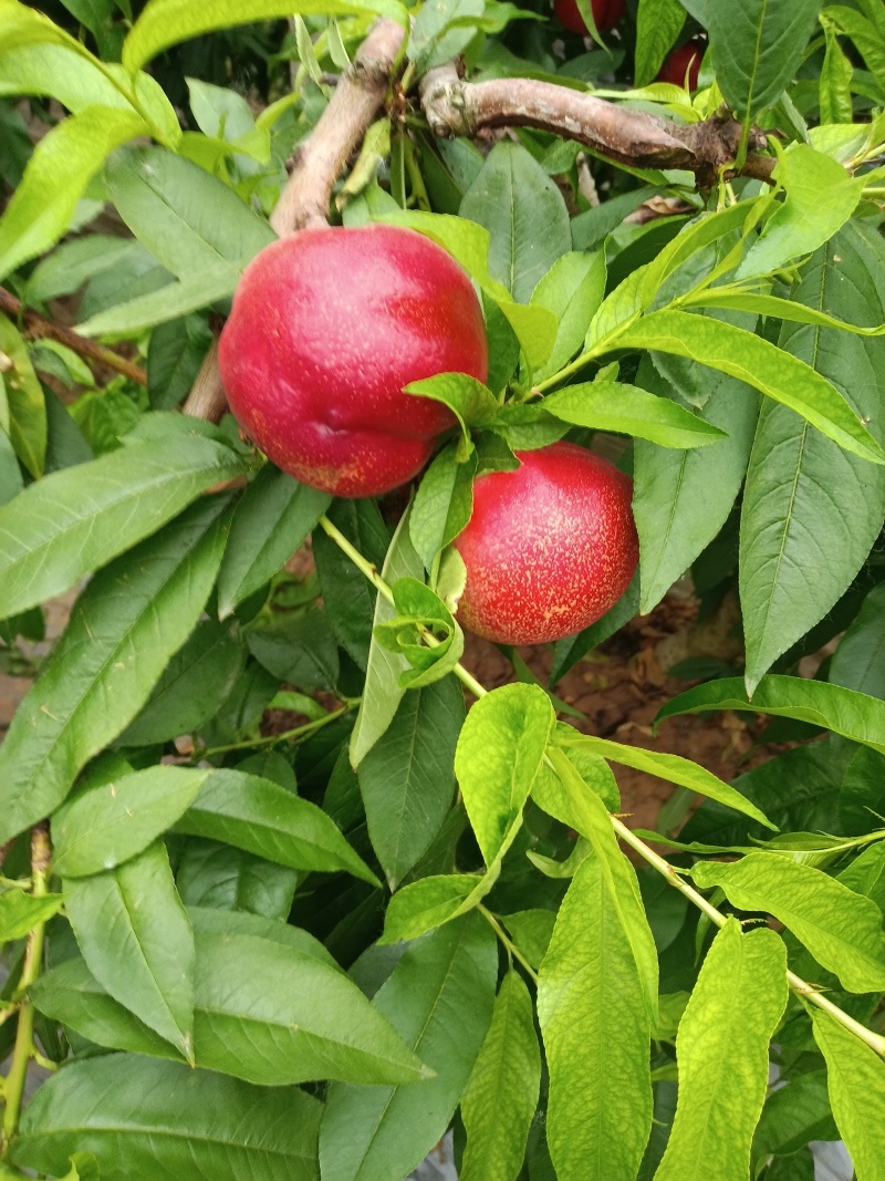 油桃，中油四号，红皮黄肉，口感甜，含糖量高，万亩油桃基地