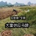 广西马蹄大量上市产地直发一手货源来电详谈价格优惠