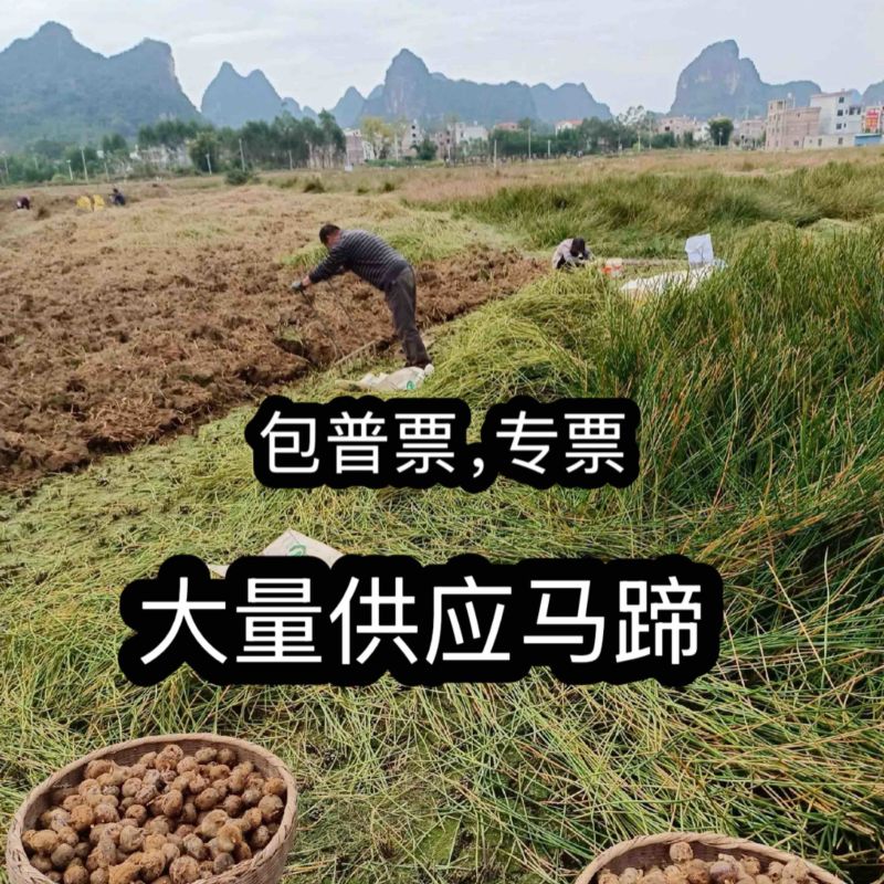 广西马蹄大量上市产地直发一手货源来电详谈价格优惠