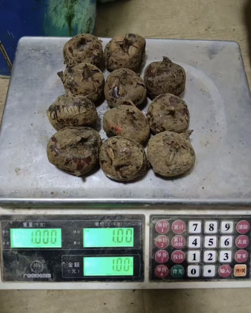 广西马蹄大量上市产地直发一手货源来电详谈价格优惠