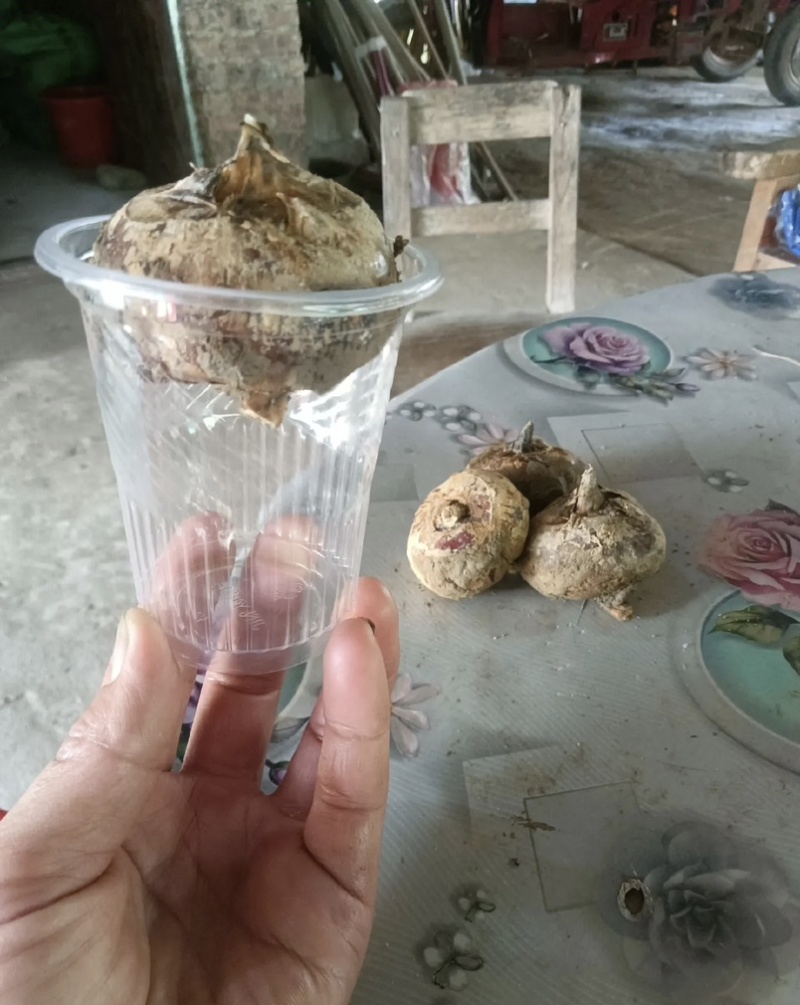 广西马蹄大量上市产地直发一手货源来电详谈价格优惠