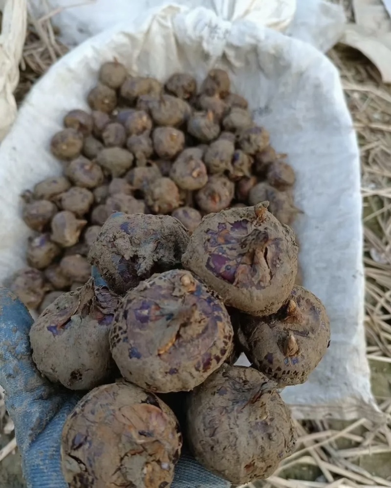 广西马蹄大量上市产地直发一手货源来电详谈价格优惠