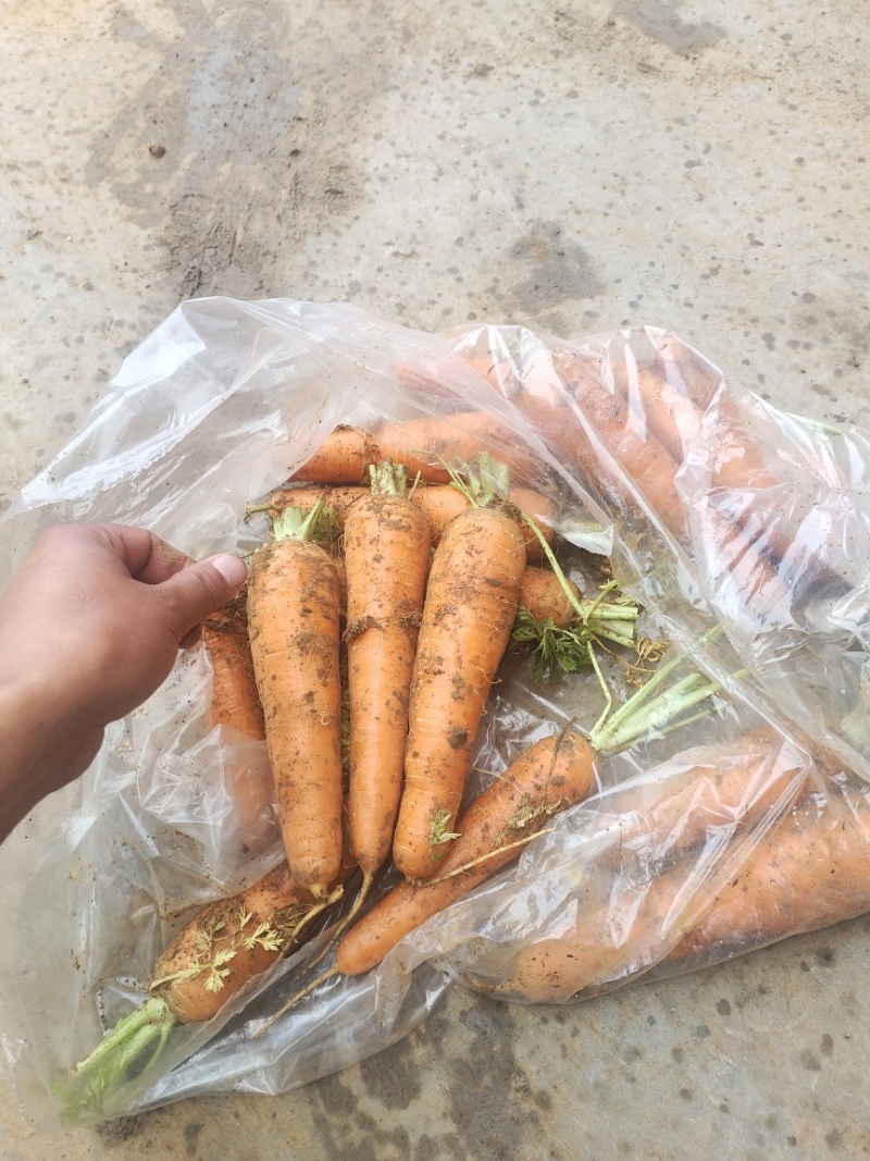 精品红萝卜，货源充足质量保证各种规格齐全。