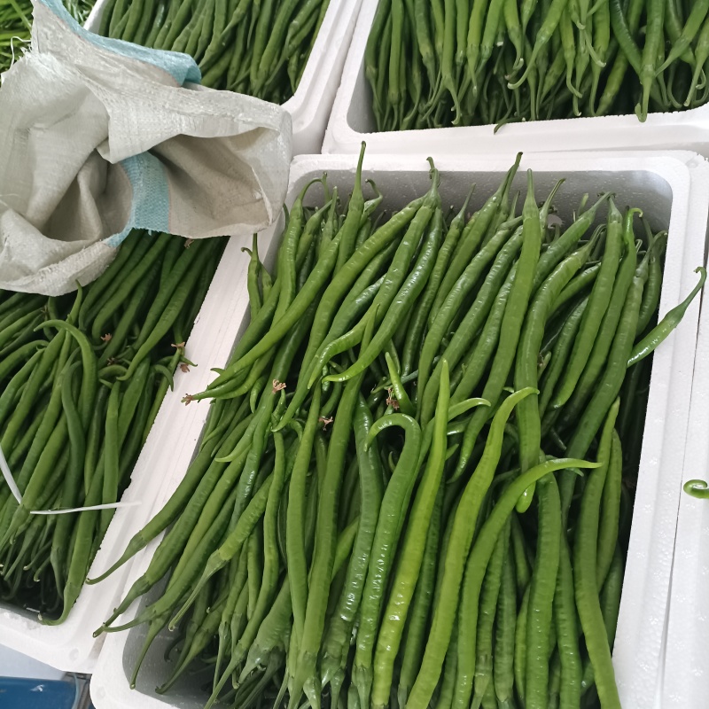 青线椒精品大量.通货.电商货.量大从优货源充足可发全国