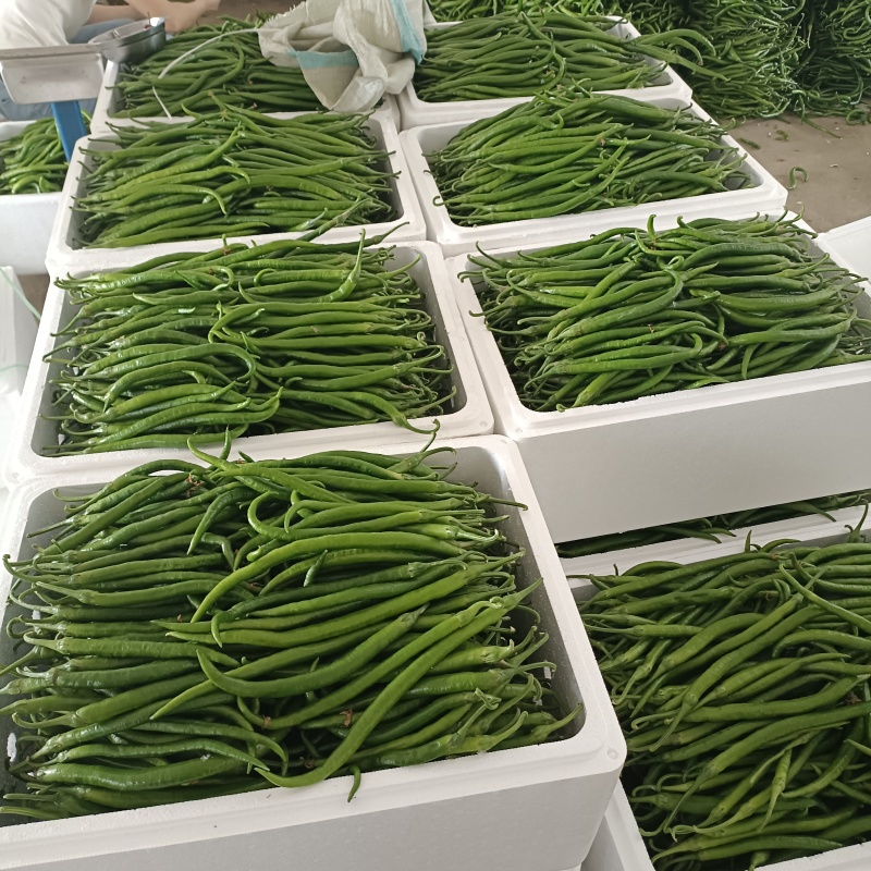 青线椒精品大量.通货.电商货.量大从优货源充足可发全国