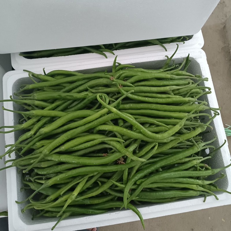 青线椒精品大量.通货.电商货.量大从优货源充足可发全国