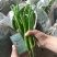 青线椒精品大量.通货.电商货.量大从优货源充足可发全国