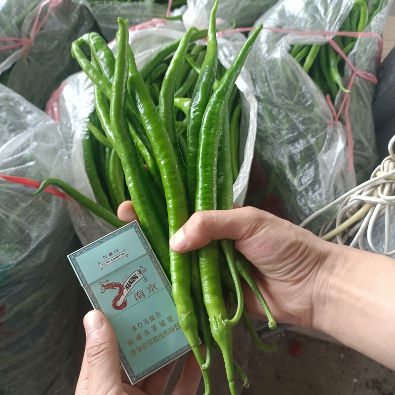 青线椒精品大量.通货.电商货.量大从优货源充足可发全国