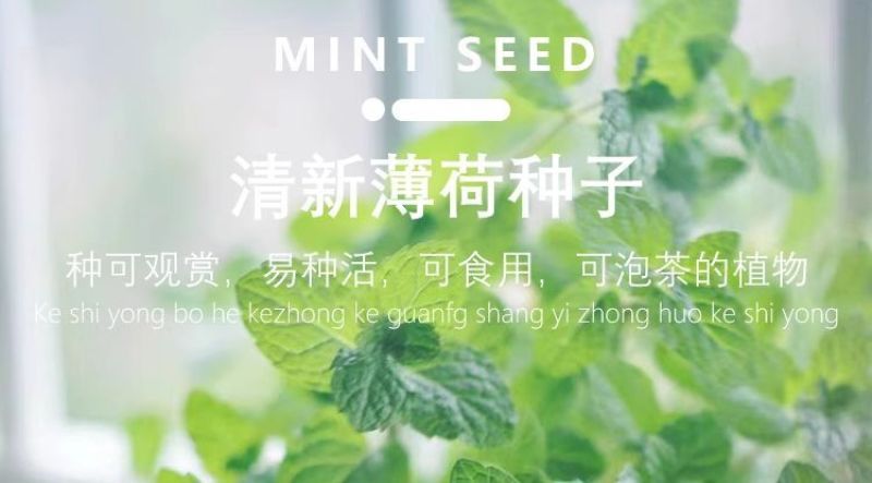 薄荷