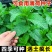 薄荷