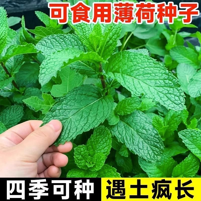薄荷