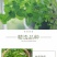 薄荷