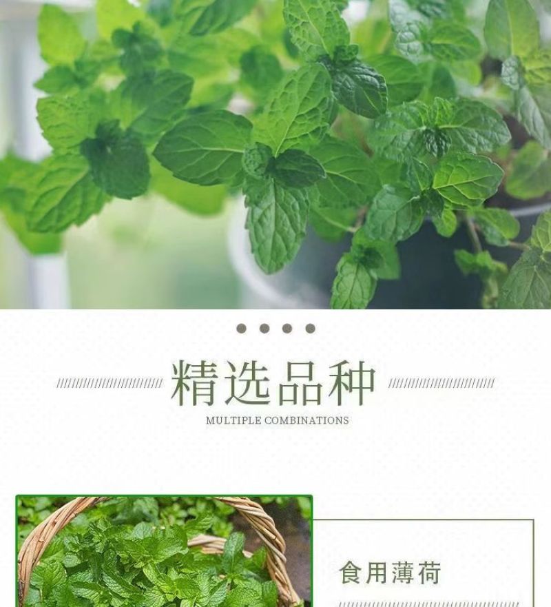 薄荷