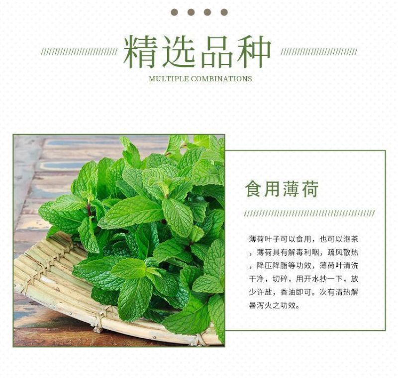 薄荷