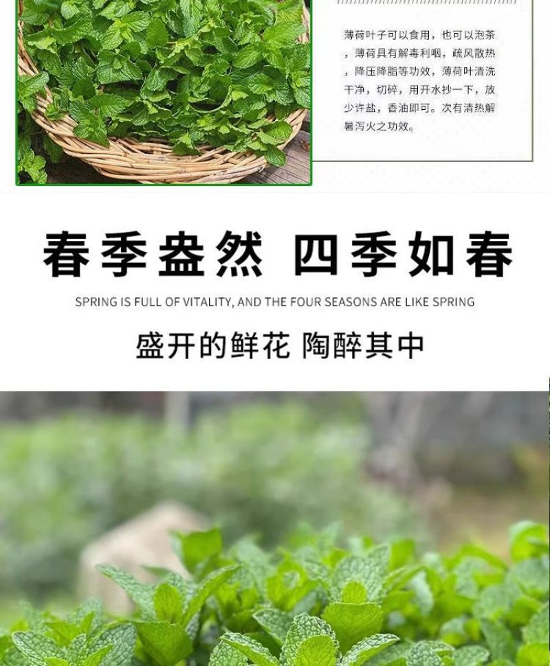 薄荷