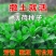 薄荷