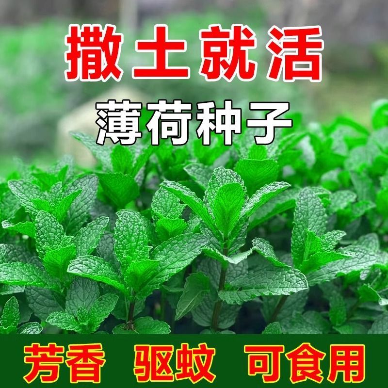 薄荷