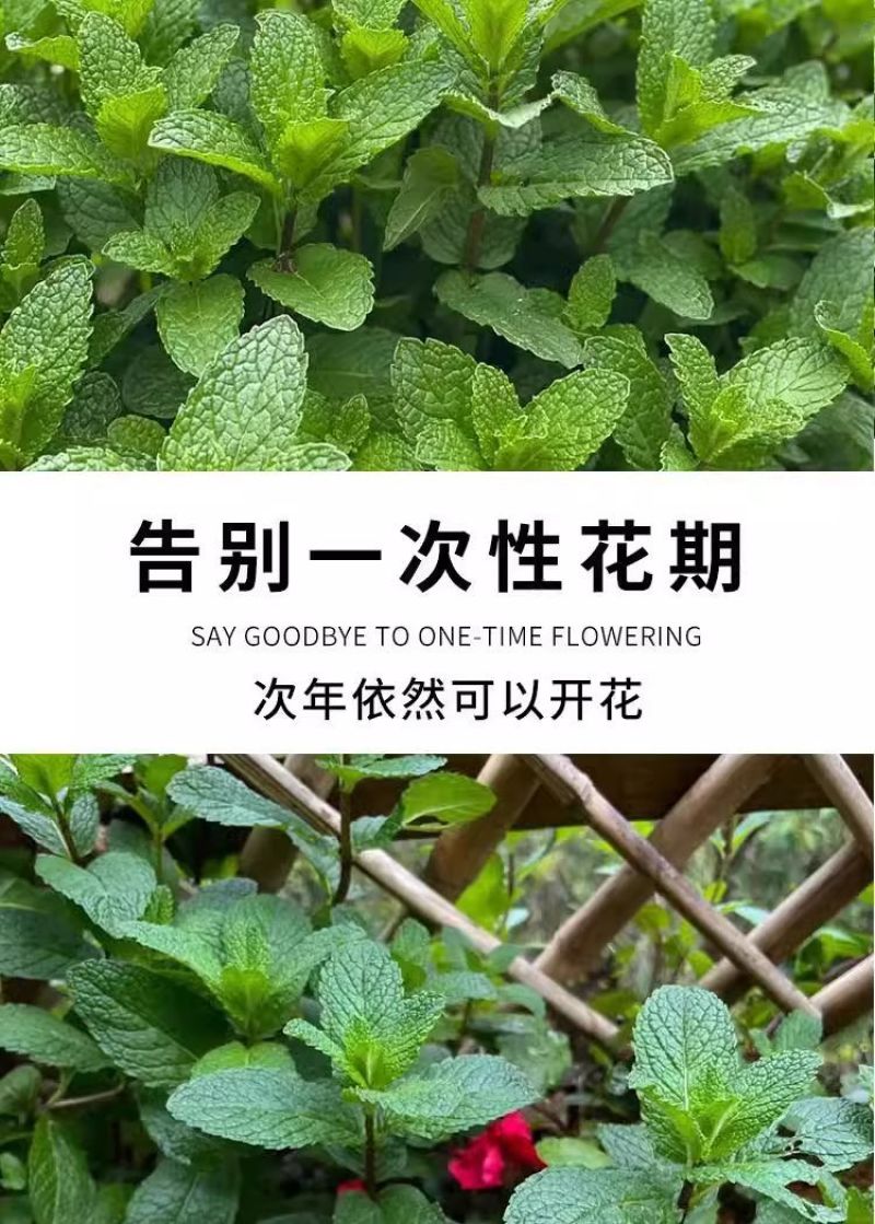 薄荷